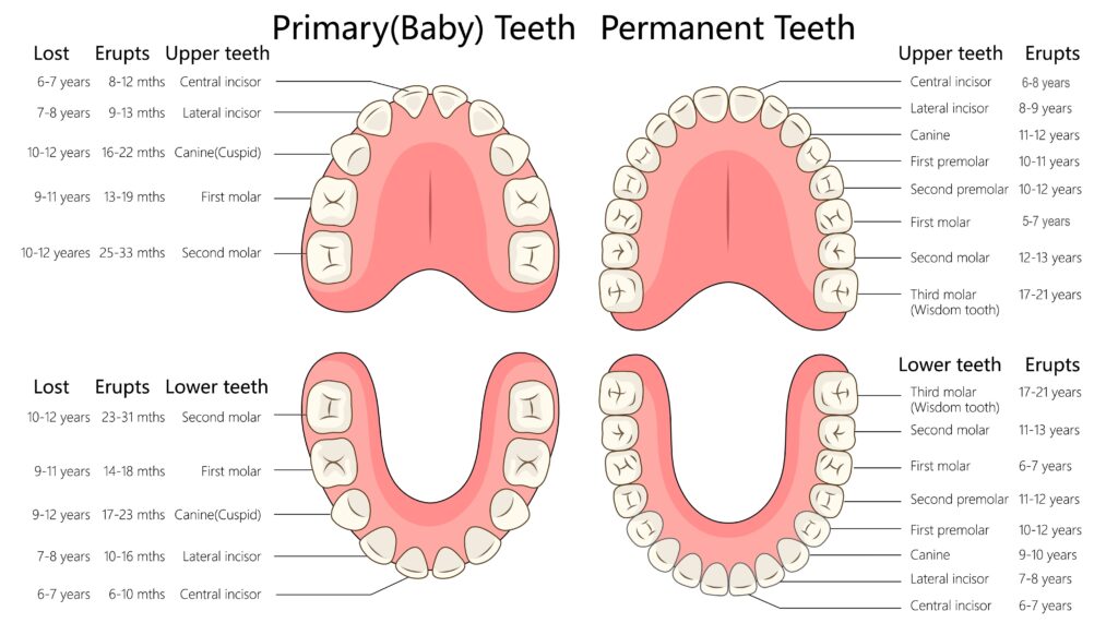 A chart showing tooth eruption timelines of what age to expect both baby teeth and adult teeth to come in